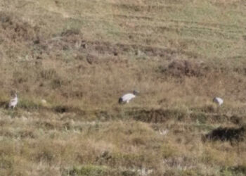 Black-necked cranes spotted in Punakha