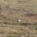 Black-necked cranes spotted in Punakha