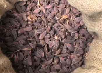 Cardamom export set to resume