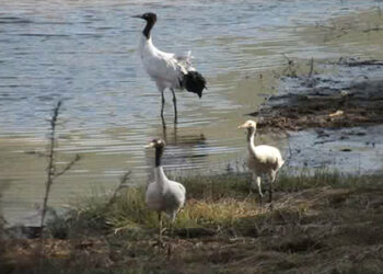 Bumthang forest division working to revive crane arrivals
