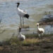 Bumthang forest division working to revive crane arrivals