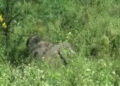 Man killed by wild elephants in Gelegphu