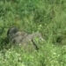 Man killed by wild elephants in Gelegphu