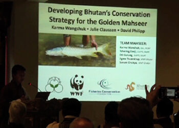 Conserving the golden Masheer