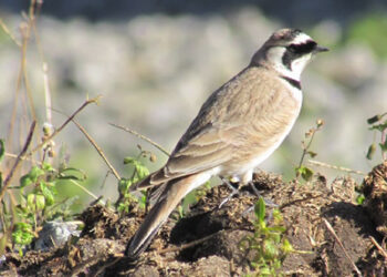 Horned lark spotted in Haa Gakidling