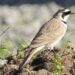 Horned lark spotted in Haa Gakidling