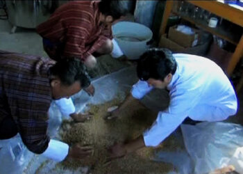 Growing demand for mushroom spawn in the east