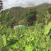 Quinoa cultivation picking up in Tsirang