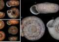 Three more species of snails discovered