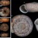 Three more species of snails discovered
