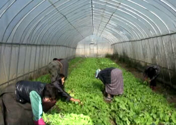 Bumthang starts winter vegetable cultivation