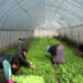 Bumthang starts winter vegetable cultivation