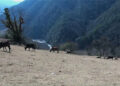 Jongthang, Karshong villages in Trongsa lose livestock to wild predators