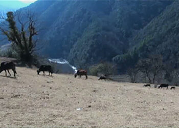 Jongthang, Karshong villages in Trongsa lose livestock to wild predators