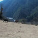 Jongthang, Karshong villages in Trongsa lose livestock to wild predators