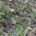 Windstorm damages properties and crops