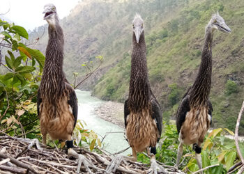 Three White-bellied Heron juveniles tagged with GPS