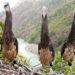 Three White-bellied Heron juveniles tagged with GPS