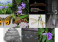 Bhutan records 31 new species of flora and fauna new to science