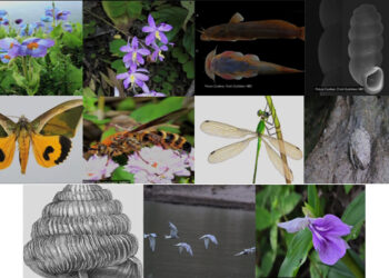Bhutan records 31 new species of flora and fauna new to science