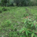 Bangtsho farmers forced to leave their fields fallow