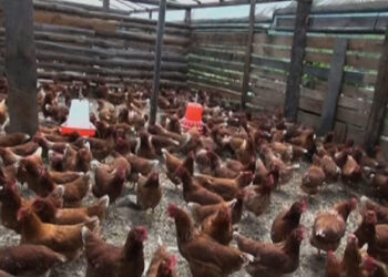 Hike in poultry feeds affect farms in Bumthang