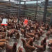 Hike in poultry feeds affect farms in Bumthang