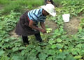 Shabei Goenchu, an income generator