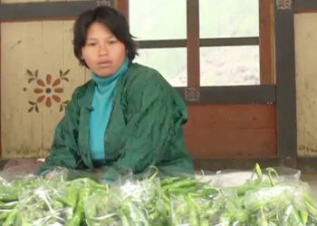 Poor chilli yield & low price disappoints farmers in Chhaling_Dhopang, Monggar