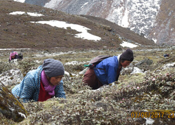 Cordyceps, transforming people’s livelihood in Chhoekhor Toed