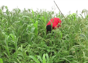 CLCS compulsorily retires 9 lecturers & 1 supporting staff for alleged sexual harassment