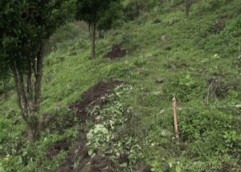 Dakphel farmers try new method to grow oranges