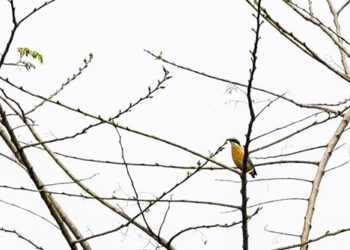 Indian Pitta spotted in Samtse