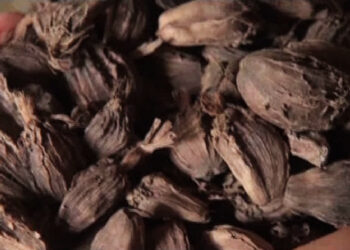 Farmers disappointed with cardamom price in Zhemgang