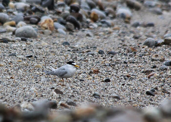Little Tern, a new waterbird species discovered