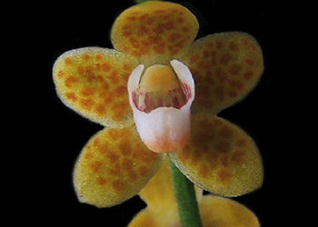 New orchid species discovered in Gelegphu
