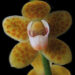 New orchid species discovered in Gelegphu