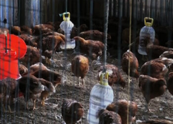 Increasing operation cost worries poultry owners in Norgaygang