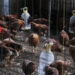 Increasing operation cost worries poultry owners in Norgaygang