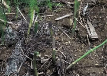 Asparagus,the new cash crop in Yangnyer Gewog