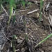 Asparagus,the new cash crop in Yangnyer Gewog
