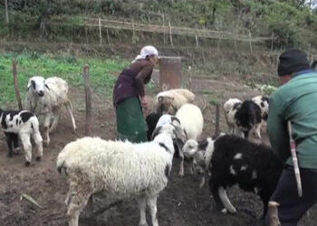 The Last Shepherd of Thakhorling village in Tsirang