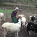The Last Shepherd of Thakhorling village in Tsirang