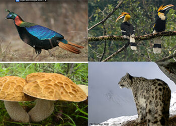 Bhutan host to over 11,000 species of biodiversity