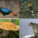 Bhutan host to over 11,000 species of biodiversity