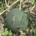 Large scale watermelon cultivation in Yumdang