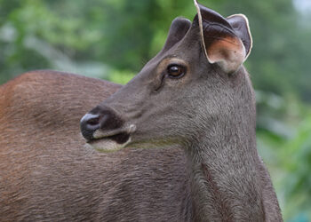 Bhutan drafts National Biodiversity Monitoring Protocol to monitor its wild biodiversity