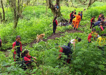 Ninety Three acres of marijuana plants uprooted in Wangdue