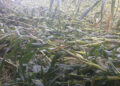 Windstorm damages maize fields in Degala chiwog, Zhemgang