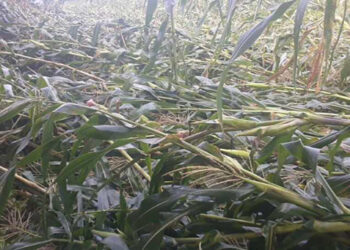 Windstorm damages maize fields in Degala chiwog, Zhemgang